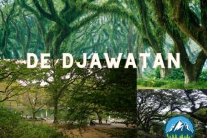 De Djawatan: Hutan Lord Of The Ring Nya Indonesia