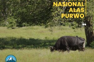 Menilik Keindahan Taman Nasional Alas Purwo