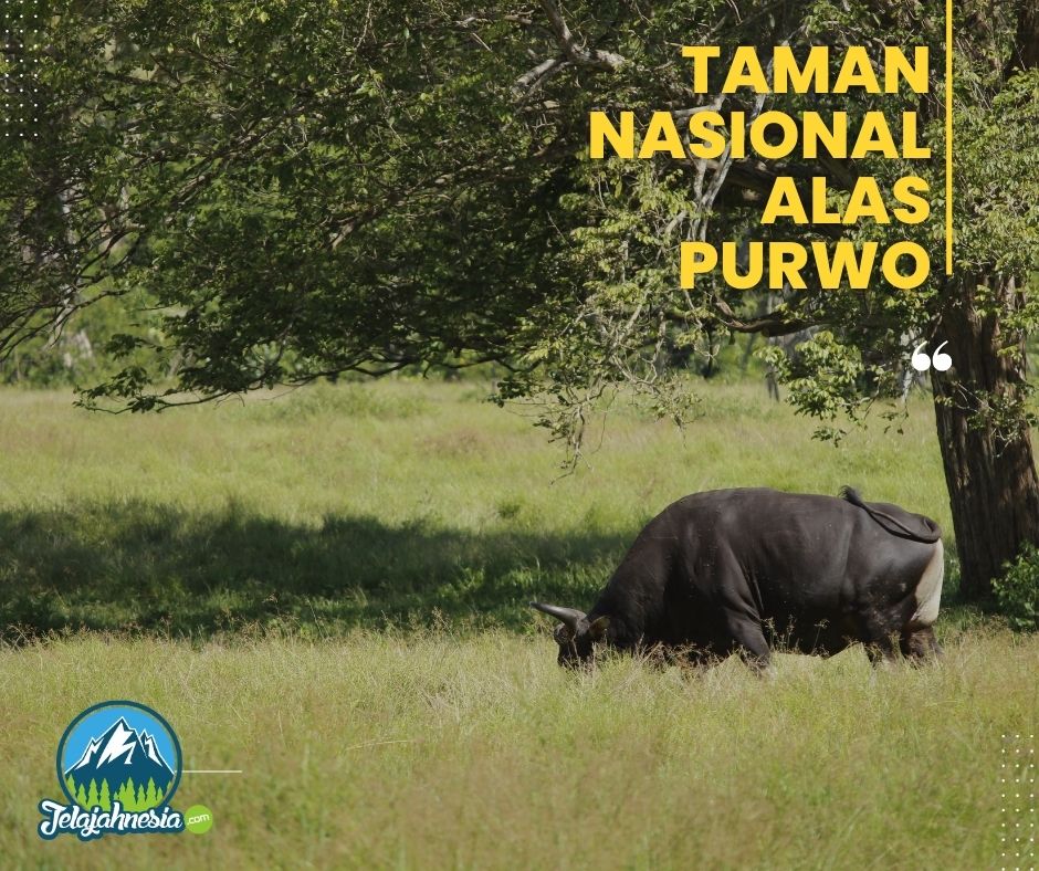 taman nasional alas purwo