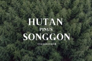 Pinus Camp Songgon Banyuwangi: Berkemah Di Hutan Pinus Lereng Raung
