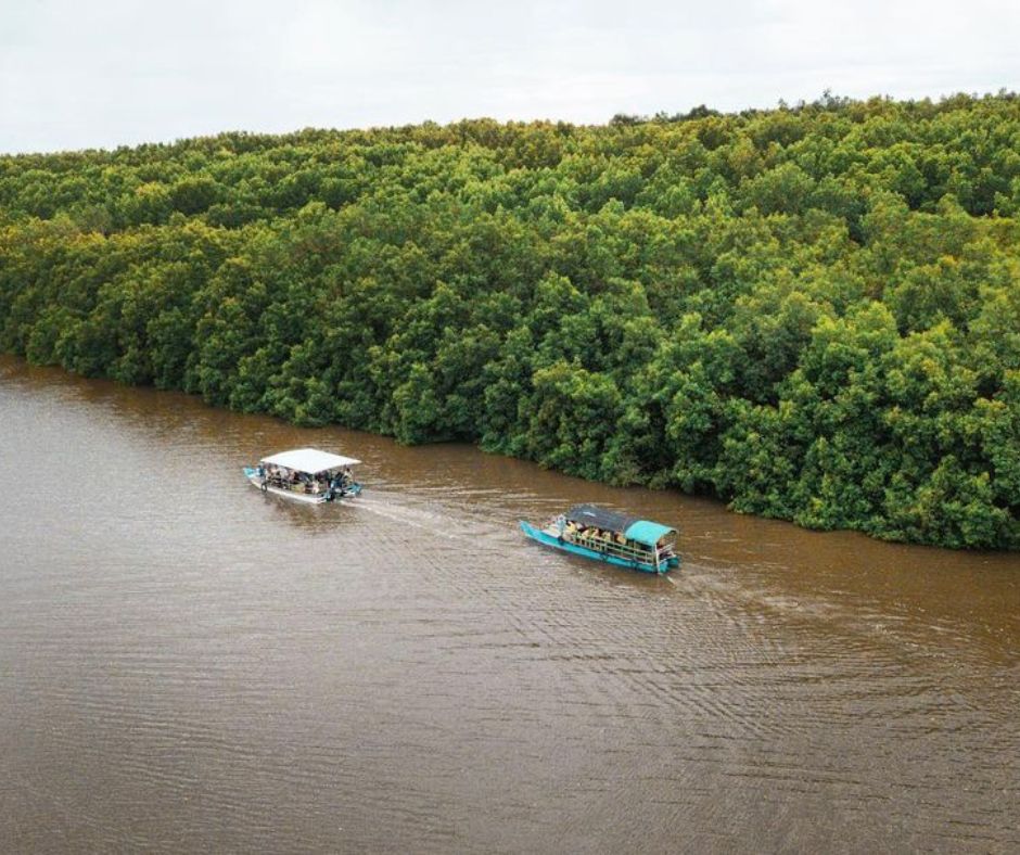 Mangrove Bedul Ecotourism Menyusuri Hutan Bakau No Terluas Di Jawa