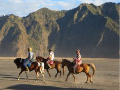 harga sewa kuda di bromo