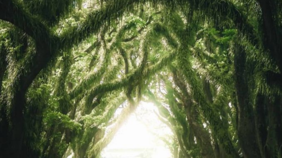 Sejarah dan Mitos Hutan Djawatan