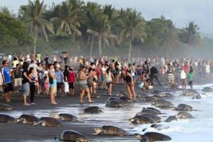 Melepas Penyu di Pantai Banyuwangi: Petualangan Unik di Pantai Ngagelan
