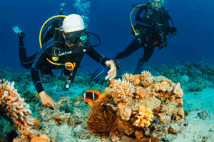 Snorkeling di Labuan Bajo, Panduan Jelajahi Surga Bawah Laut Indonesia!