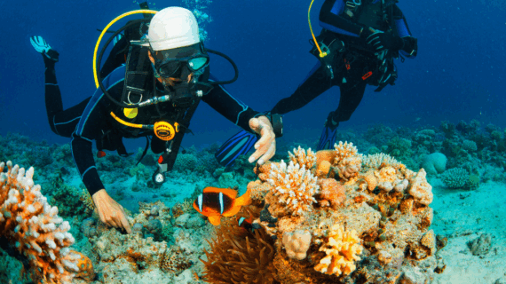 wisata pulau alor