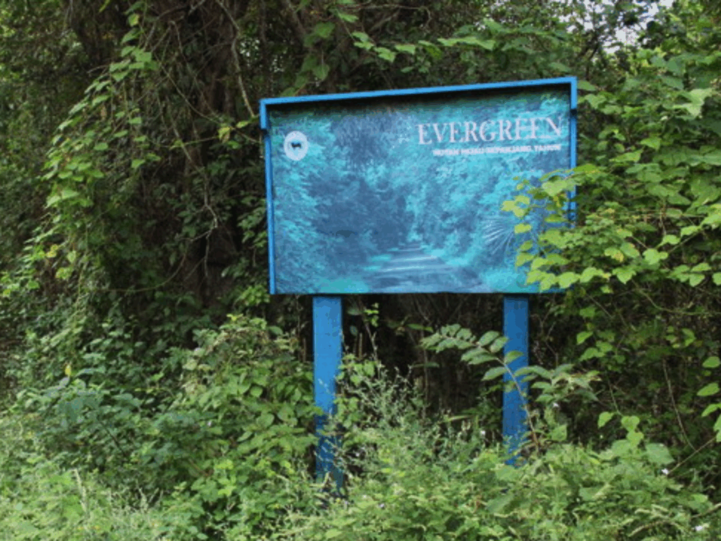 evergreen forest