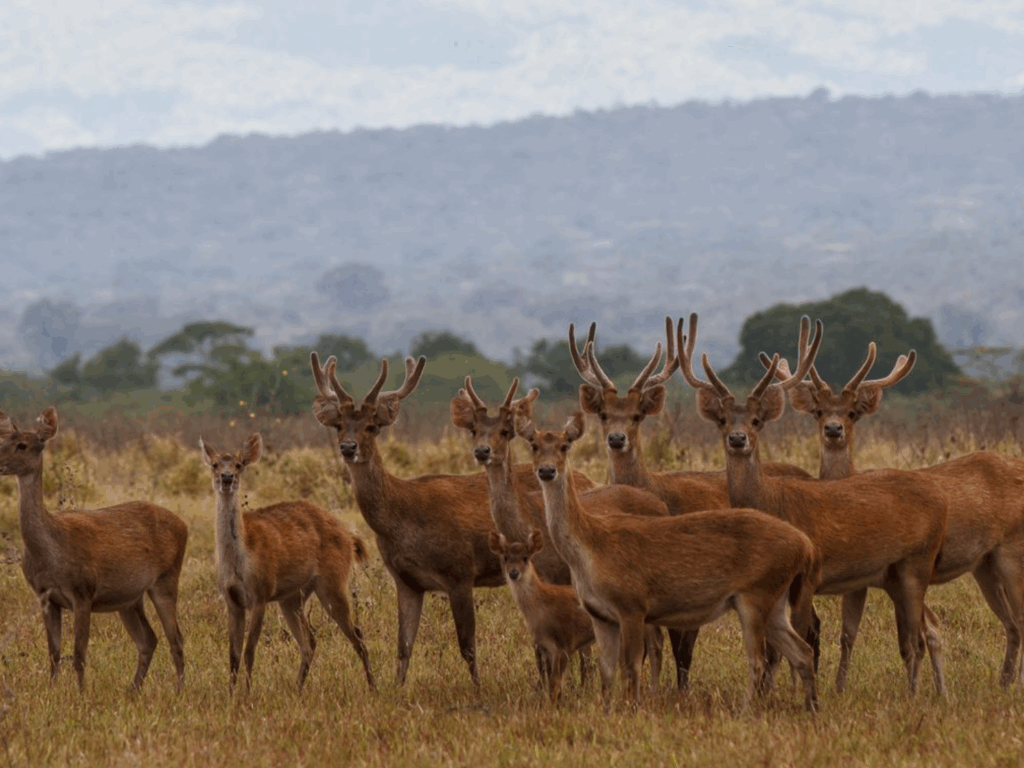 savana bekol baluran