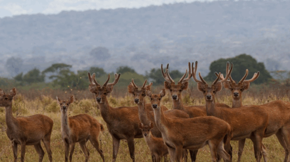savana bekol baluran