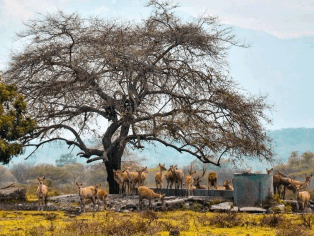 spot foto di baluran