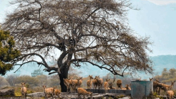 spot foto di baluran