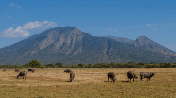Savana Bekol Baluran