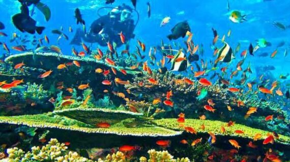 SNORKELING DI LABUAN BAJO