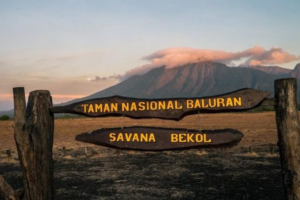 Taman Nasional Baluran Jawa Timur dan Baluran Savana