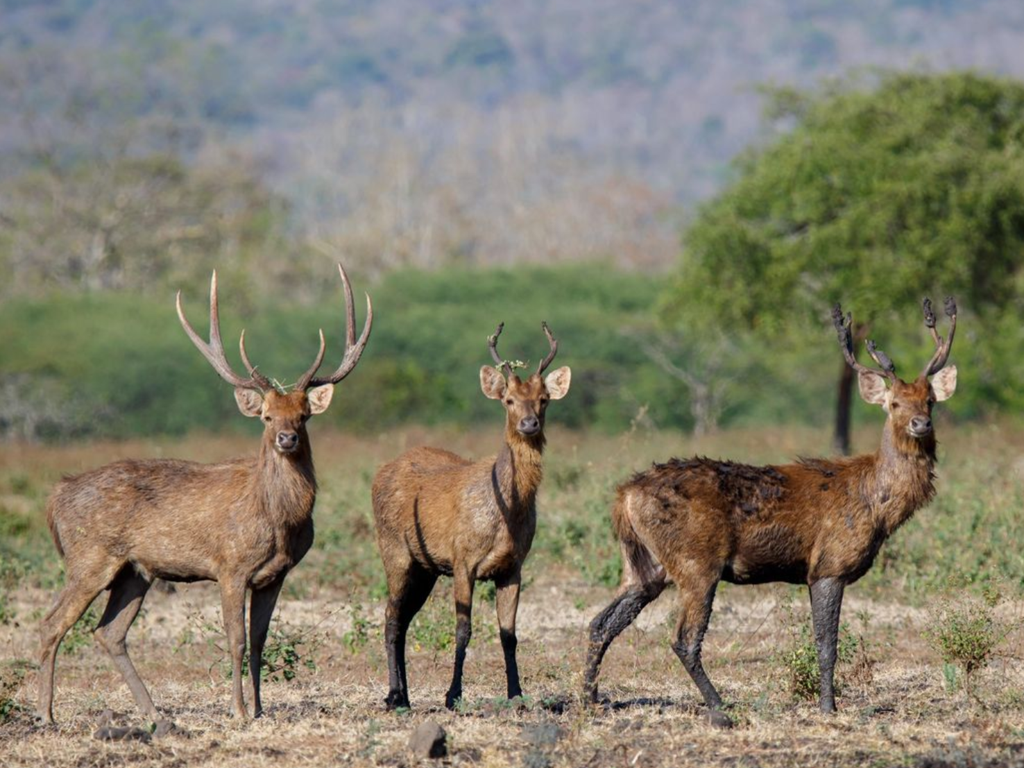 taman nasional baluran