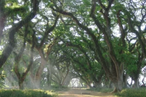 12 Fakta Menarik Wisata Djawatan Banyuwangi – Hutan Trembesi Mirip Lord of the Rings yang Wajib Kamu Kunjungi!