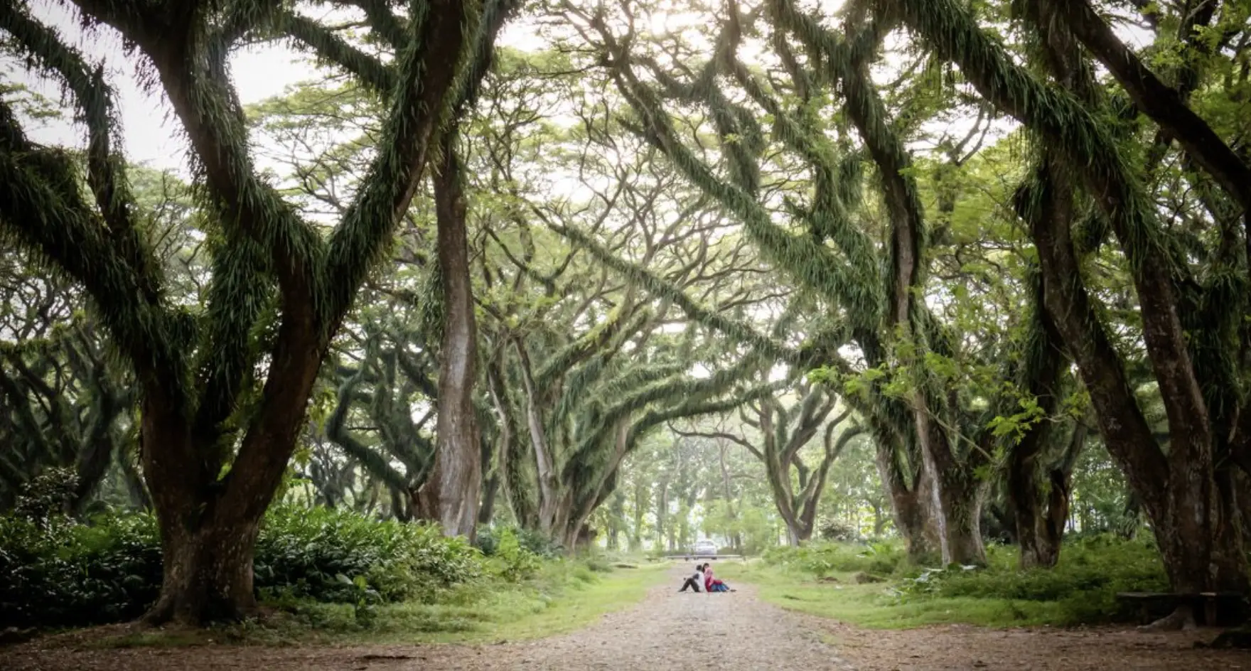 wisata Djawatan Banyuwangi hutan trembesi raksasa di Benculuk