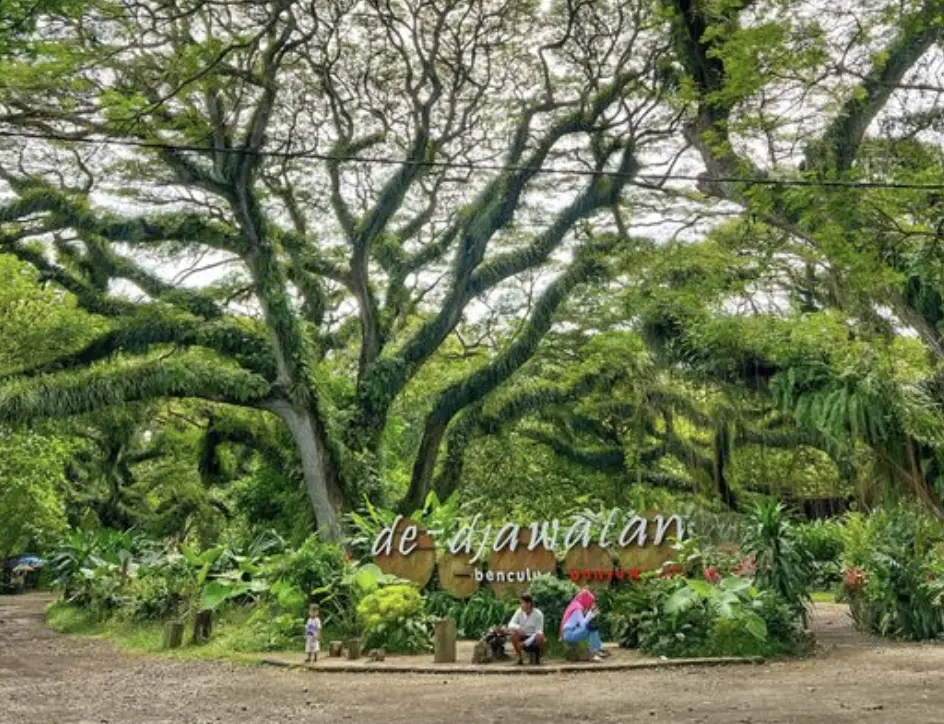 hutan trembesi Djawatan Banyuwangi