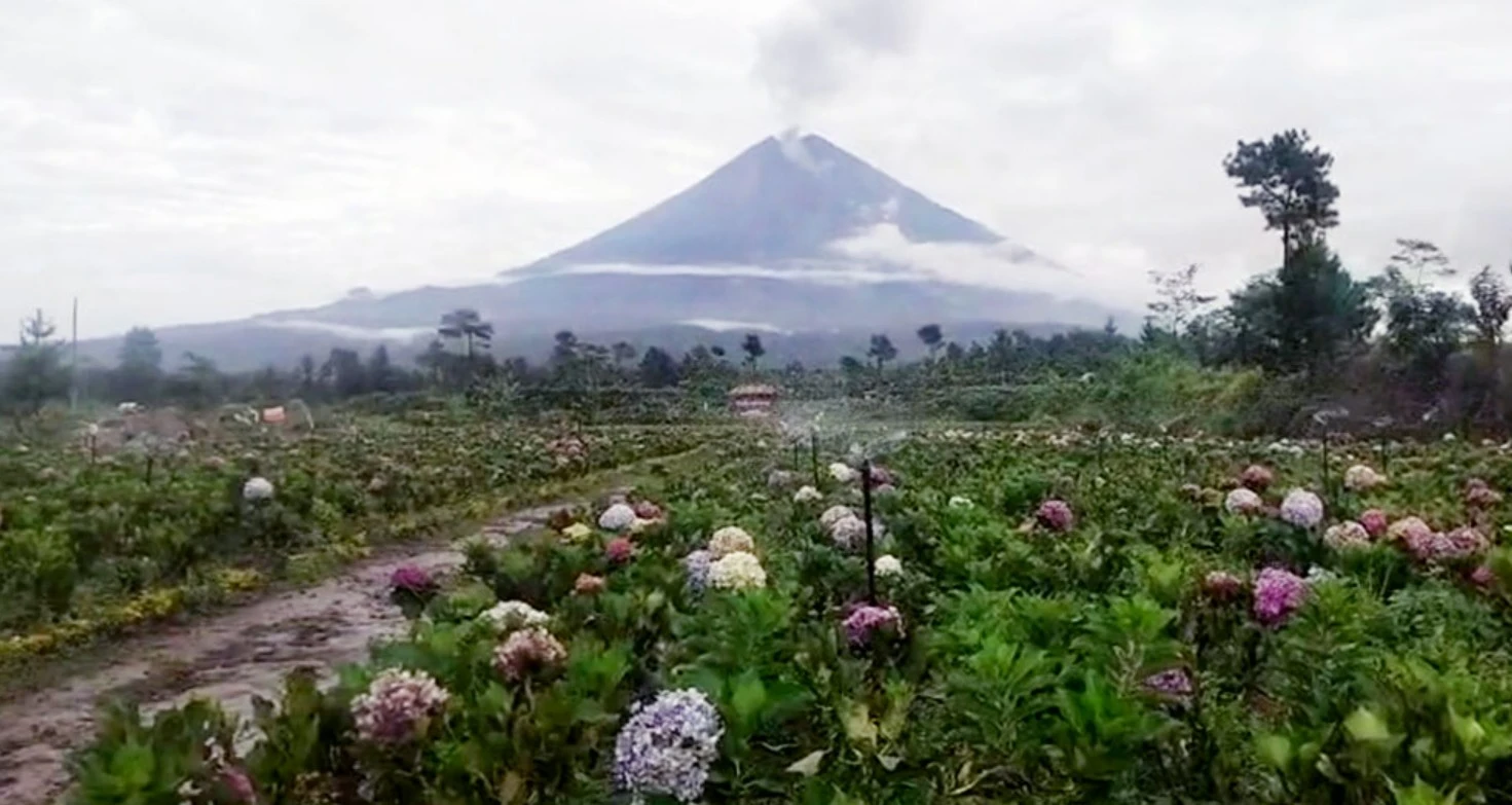 spot foto taman bunga puspa adi warna