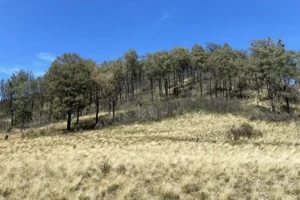 Savana Cikasur Gunung Argopuro: Pesona Padang Rumput Luas di Jalur Pendakian Jawa Timur